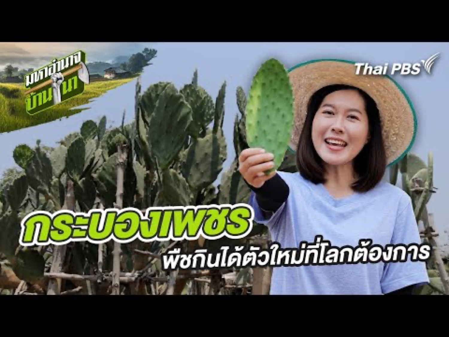 กระบองเพชร พืชกินได้ตัวใหม่ที่โลกต้องการ